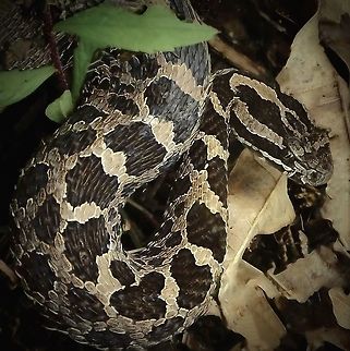 Eastern Massasauga Gravid female, approximately 80 cm in length. 
I saw this beautiful snake whilst accompanying a research scientist who has been studying populations of this threatened species. This involves electro-tagging, measuring and weighing. 
An additional shot in black and white taken whilst she was in the weighing tub is at top of comments.  Eastern Massasauga,Geotagged,Massasauga snake,Sistrurus catenatus,Sistrurus catenatus catenatus,Squamata,United States,Viperidae,fauna,pennsylvania,reptile,snake,summer