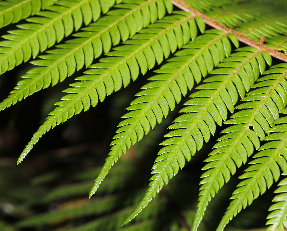 Cyathea dealbata A tree fern, endemic to New Zealand. Under-surface of mature fronds is a silvery-green colour. <br />
Growing to 10 metres.<br />
Common names include Silver Fern, Ponga and Silver Tree fern. Alsophila dealbata,Cyathea dealbata,Cyatheales,Flora,Geotagged,Macro,New Zealand,Silver fern,autumn,botany,fronds,tree fern