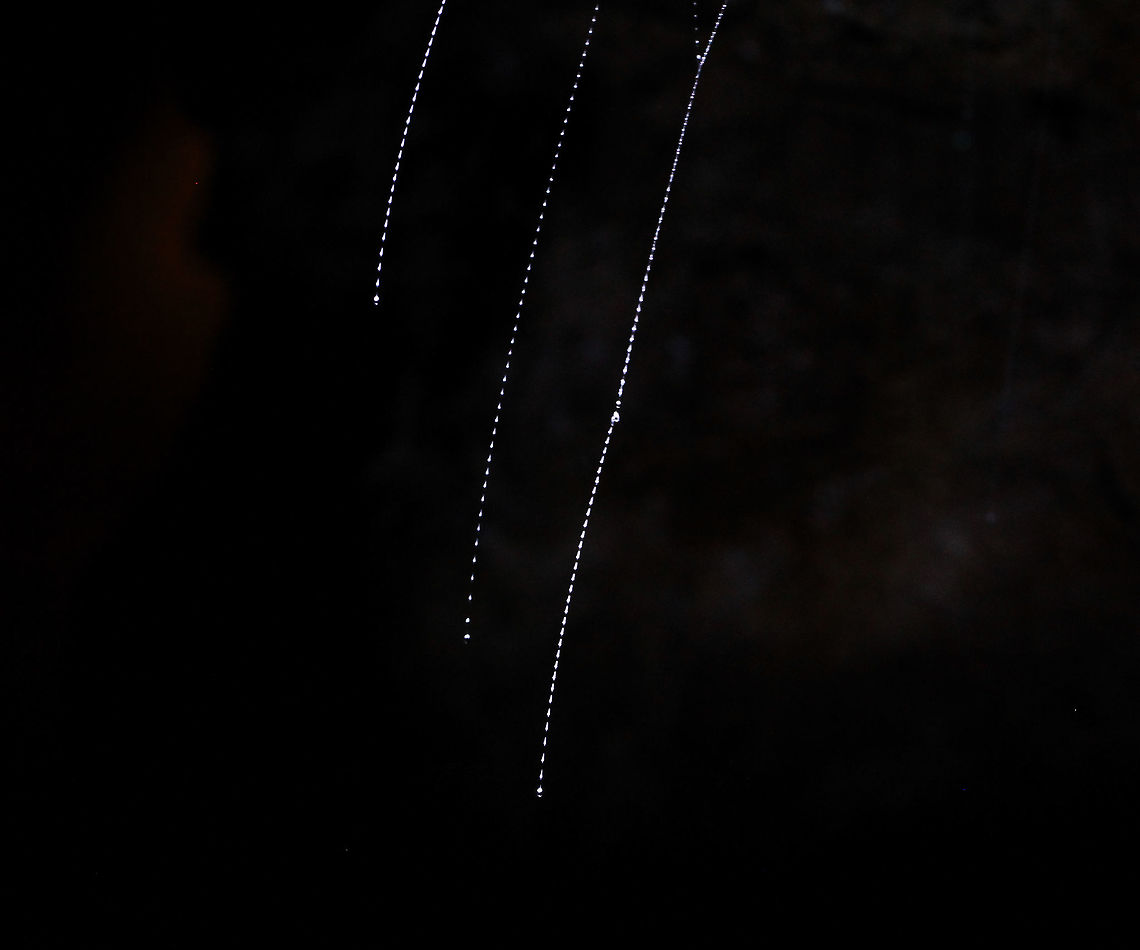 2/3 New Zealand Glow worm silken lures Image 2 of 3...<br />
60 metres below ground surface in Ruakuri Cave, part of the Waitomo caves system on the north island of New Zealand. <br />
Seen here is New Zealand glow worm silken lure threads, suspended from the cave surface . The larval stage and the imago of this fungus gnat produce a blue-green bioluminescence. It was just amazing to see the visual effect of this phenomenon, deep within the caves. <br />
Flash photography was not allowed and capturing any image of these intriguing life forms in almost complete darkness was a challenge - I hope the images are of sufficient quality for others to enjoy.  Arachnocampa luminosa,Diptera,Geotagged,Keroplatidae,Life in the dark,Macro,New Zealand,autumn,insect,invertebrate,silk lure
