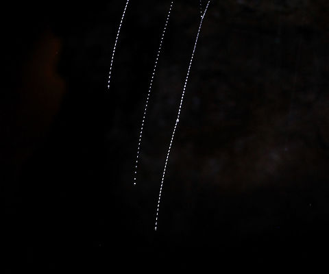 2/3 New Zealand Glow worm silken lures Image 2 of 3...
60 metres below ground surface in Ruakuri Cave, part of the Waitomo caves system on the north island of New Zealand. 
Seen here is New Zealand glow worm silken lure threads, suspended from the cave surface . The larval stage and the imago of this fungus gnat produce a blue-green bioluminescence. It was just amazing to see the visual effect of this phenomenon, deep within the caves. 
Flash photography was not allowed and capturing any image of these intriguing life forms in almost complete darkness was a challenge - I hope the images are of sufficient quality for others to enjoy.  Arachnocampa luminosa,Diptera,Geotagged,Keroplatidae,Life in the dark,Macro,New Zealand,autumn,insect,invertebrate,silk lure