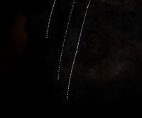 2/3 New Zealand Glow worm silken lures Image 2 of 3...<br />
60 metres below ground surface in Ruakuri Cave, part of the Waitomo caves system on the north island of New Zealand. <br />
Seen here is New Zealand glow worm silken lure threads, suspended from the cave surface . The larval stage and the imago of this fungus gnat produce a blue-green bioluminescence. It was just amazing to see the visual effect of this phenomenon, deep within the caves. <br />
Flash photography was not allowed and capturing any image of these intriguing life forms in almost complete darkness was a challenge - I hope the images are of sufficient quality for others to enjoy.  Arachnocampa luminosa,Diptera,Geotagged,Keroplatidae,Life in the dark,Macro,New Zealand,autumn,insect,invertebrate,silk lure
