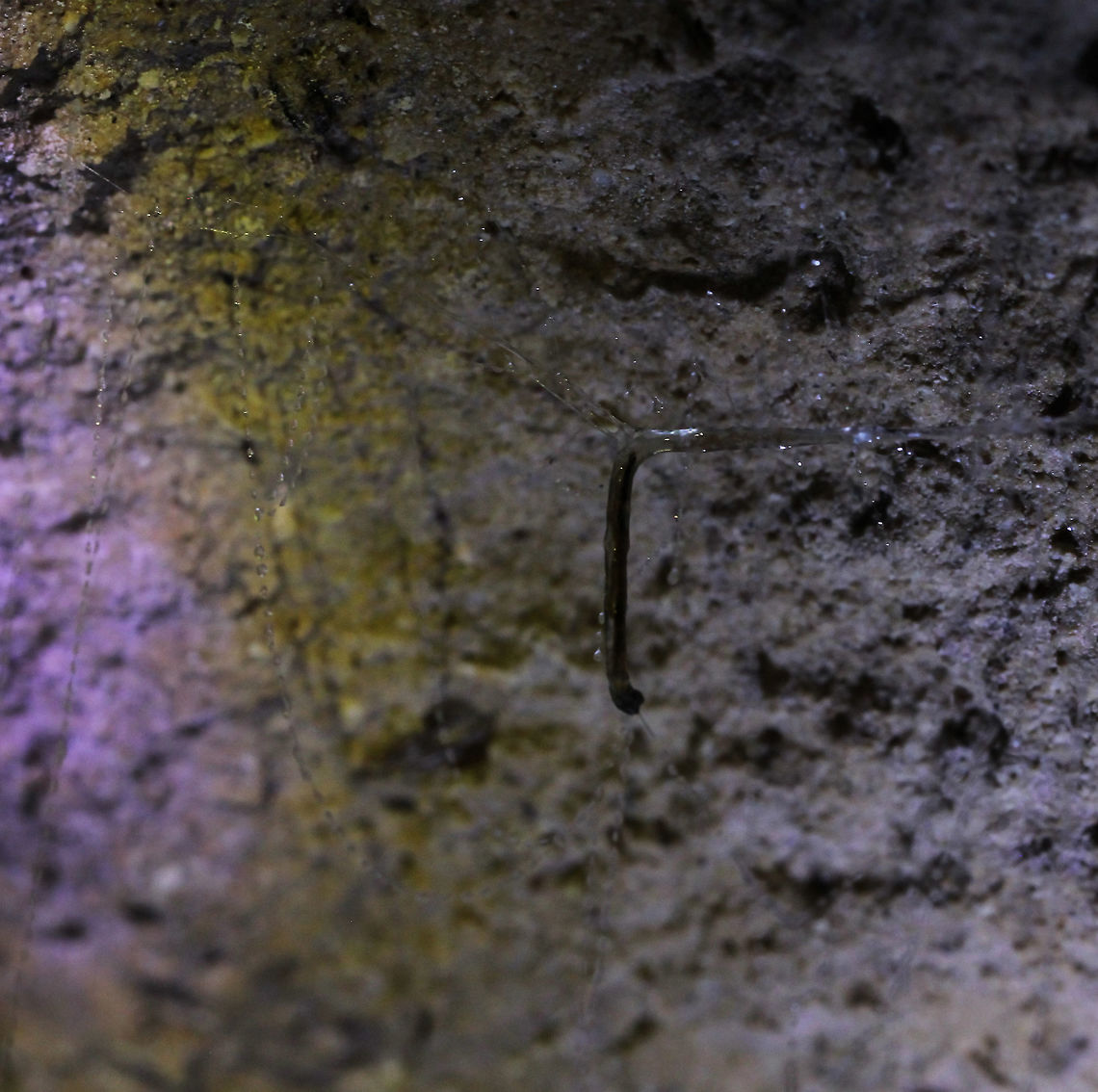 1/3 New Zealand Glow worm larva Image 1 of 3...<br />
60 metres below ground surface in Ruakuri Cave, part of the Waitomo caves system on the north island of New Zealand. <br />
Seen here is a New Zealand glow worm larva in its silk hammock. The larval stage and the imago of this fungus gnat produce a blue-green bioluminescence. It was just amazing to see the visual effect of this phenomenon, deep within the caves. <br />
Flash photography was not allowed and capturing any image of these intriguing life forms in almost complete darkness was a challenge - I hope the images are of sufficient quality for others to enjoy.  Arachnocampa luminosa,Diptera,Fall,Geotagged,Keroplatidae,Macro,New Zealand,autumn,fungus gnat larvae,insect,invertebrate