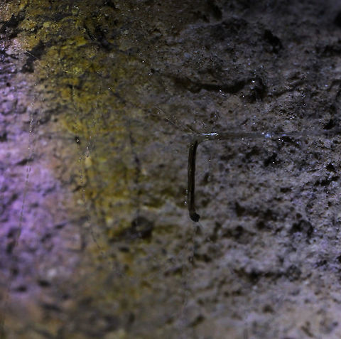 1/3 New Zealand Glow worm larva Image 1 of 3...
60 metres below ground surface in Ruakuri Cave, part of the Waitomo caves system on the north island of New Zealand. 
Seen here is a New Zealand glow worm larva in its silk hammock. The larval stage and the imago of this fungus gnat produce a blue-green bioluminescence. It was just amazing to see the visual effect of this phenomenon, deep within the caves. 
Flash photography was not allowed and capturing any image of these intriguing life forms in almost complete darkness was a challenge - I hope the images are of sufficient quality for others to enjoy.  Arachnocampa luminosa,Diptera,Fall,Geotagged,Keroplatidae,Macro,New Zealand,autumn,fungus gnat larvae,insect,invertebrate