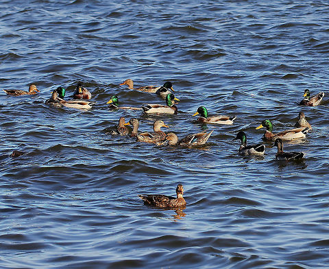 Anas platyrhynchos Male and female mallard ducks on Pymatuning Lake, Pennsylvania.  Anas platyrhynchos,Anatidae,Anseriformes,Ducks,Fall,Geotagged,Mallard,Mallard Ducks,United States,Vertebrate,autumn,bird,fauna,pennsylvania