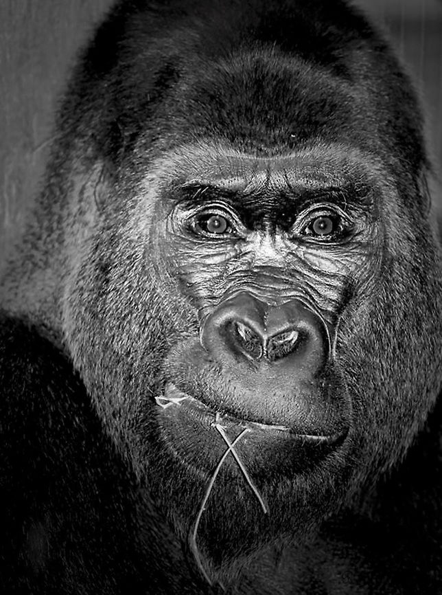 Western Lowland Gorilla portrait What lies behind those eyes?<br />
<br />
This beautiful creature seen at Columbus Zoo in Ohio, USA.<br />
<br />
The largest of all primates, their natural habitat is the tropical forest along the Congo River Basin in west equatorial Africa. Populations are endangered and estimates indicate that there may be just 35,000 of these magnificent creatures left in the wild. Columbus Zoo,Geotagged,Gorilla gorilla gorilla,Hominidae,Primates,United States,Vertebrate,Western lowland gorilla,fauna,mammal,portrait,primate