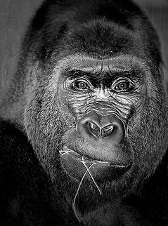 Western Lowland Gorilla portrait What lies behind those eyes?

This beautiful creature seen at Columbus Zoo in Ohio, USA.

The largest of all primates, their natural habitat is the tropical forest along the Congo River Basin in west equatorial Africa. Populations are endangered and estimates indicate that there may be just 35,000 of these magnificent creatures left in the wild. Columbus Zoo,Geotagged,Gorilla gorilla gorilla,Hominidae,Primates,United States,Vertebrate,Western lowland gorilla,fauna,mammal,portrait,primate