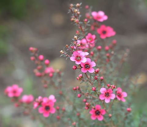 Tea tree winter cheer A pretty show in my garden at the moment from the Red-flowering Tea Tree, a native to this country. 

A shrub with deep burgundy foliage and lots of tiny vibrant hot pink flowers that appear from now, through winter and in to spring. Growth is compact to around 1 m. Each flower 1 cm diameter.

This cultivar is Leptospermum scoparium 'rubrum nana'. 

Reportedly, first British settlers to Australia made tea from the leaves. 

 Australia,Flora,Geotagged,Leptospermum scoparium,Macro,Myrtaceae,Myrtales,Myrtle,Tea tree,botany,new south wales,pink flowers,plant