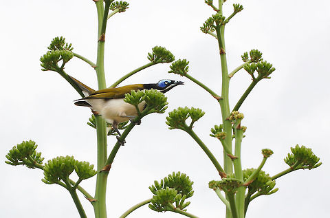 Blue-faced Honeyeater Found in northern and eastern mainland Australia, the Blue-faced Honeyeater is a striking bird with its olive-green blue, black and cream plumage. It is a noisy and gregarious bird. Also known commonly as the Banana-bird in tropical areas, for its love of feeding on banana fruit and flowers. 
Seen here feeding on Agave desmetiana 'variegata'. Australia,Blue-faced Honeyeater,Entomyzon cyanotis,Geotagged,Meliphagidae,New South Wales,Passeriformes,Vertebrate,autumn,bird,fauna