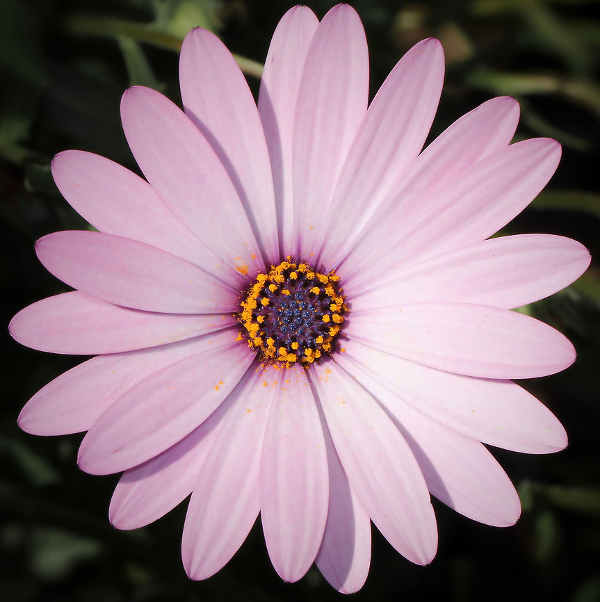 Osteospermum All species of Osteospermum genus are native to Africa. <br />
Common names include African daisy, and Cape daisy.<br />
 African Daisy,Asteraceae,Asterales,Australia,Cape Daisy,Flora,Geotagged,Macro,Osteospermum,Summer,botany,flower,petals,plant,purple flowers