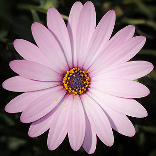 Osteospermum All species of Osteospermum genus are native to Africa. 
Common names include African daisy, and Cape daisy.
 African Daisy,Asteraceae,Asterales,Australia,Cape Daisy,Flora,Geotagged,Macro,Osteospermum,Summer,botany,flower,petals,plant,purple flowers