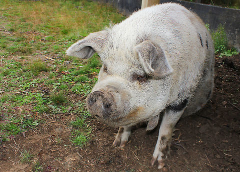 Daisy the kunekune What a joy it was to recently be in the company of Daisy the kunekune pig. I was able to feed her, brush her and spend time watching and enjoying her antics. She was docile, very friendly and had a particular penchant for crispy apples. It was just great hearing and seeing her chomp on them, with  all the juice running down her chin. 

The kunekune is a breed of domestic pig from New Zealand. They are hairy with a rotund build and like Daisy, may have wattles (piri piri) hanging from their lower jaw. 

Her human companions reckon Daisy to be around 12 years old  and she stands 60 cm high.  Artiodactyla,Domestic pig,Geotagged,New Zealand,Suidae,Sus scrofa domesticus,Vertebrate,animal,autumn,fauna,kunekune,mammal,ungulate,wattle
