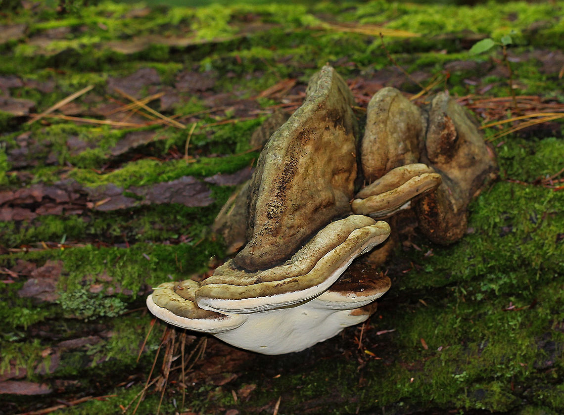 Ganoderma applanatum I believe this to be Artist&#039;s Conk, showing unusual growth on differing planes, once the tree had died and fallen over. <br />
Please advise if ID is incorrect.  Artist's Fungus,Fall,Fungi,Ganoderma applanatum,Ganodermataceae,Geotagged,Polyporales,United States,artist's conk,bear bread,bracket fungus,pennsylvania