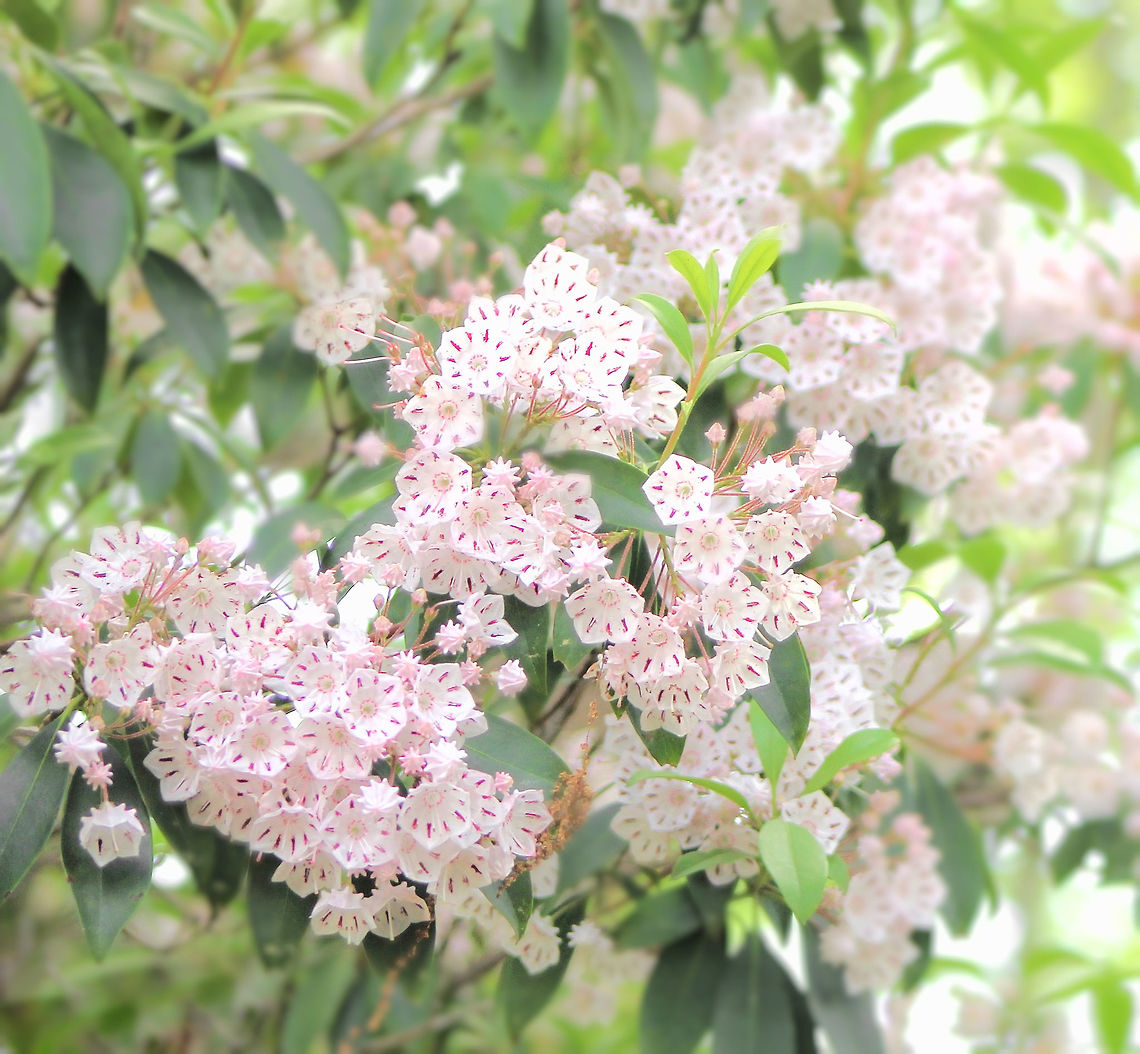 Mountain Laurel Enchanting to see this native to eastern North America in bloom during a summer trip to North America, where it holds the title of State Flower of Pennsylvania. <br />
The pink, bell-shaped blooms with the deeper rose colour inside made for such a pretty show. <br />
Growth to 5 metres. Calico bush,Ericaceae,Ericales,Flora,Geotagged,Kalmia latifolia,Mountain Laurel,North America,Spoonwood,botany,new jersey,pink flowers,summer