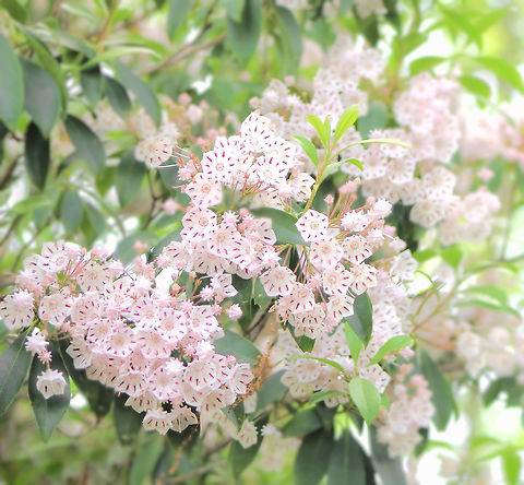 Mountain Laurel Enchanting to see this native to eastern North America in bloom during a summer trip to North America, where it holds the title of State Flower of Pennsylvania. 
The pink, bell-shaped blooms with the deeper rose colour inside made for such a pretty show. 
Growth to 5 metres. Calico bush,Ericaceae,Ericales,Flora,Geotagged,Kalmia latifolia,Mountain Laurel,North America,Spoonwood,botany,new jersey,pink flowers,summer