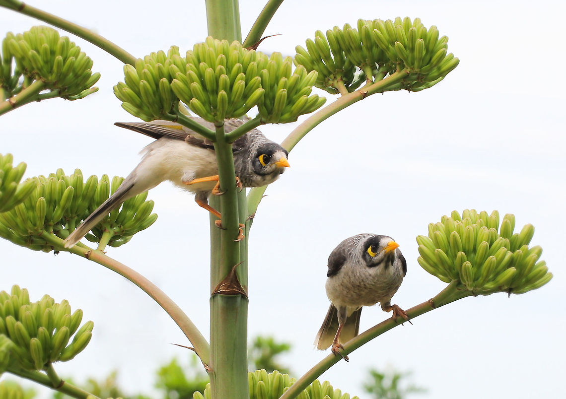 Noisy miner pair Frequent visitors to my garden from the eucalyptus forest opposite, these vocal and bossy little birds will drive other honey eaters away, no problem. Here, I caught a pair in the middle of a tussle with another over rights to my Agave desmetiana flowers. I learned that pointing of the bill like this, is an aggressive gesture. <br />
20 cm length Australia,Fall,Geotagged,Manorina melanocephala,Meliphagidae,Noisy miner,Passeriformes,Vertebrate,autumn,bird,fauna,new south wales