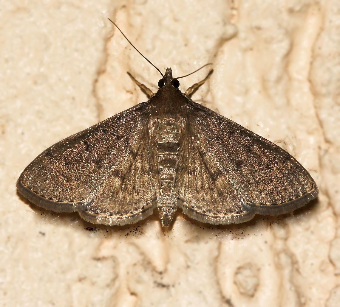 Tropical grass webworm moth Light brown with slightly darker markings. Wingspan 20 mm. <br />
Larvae feed on grasses of the Poaceae family. Australia,Crambidae,Geotagged,Herpetogramma licarsisalis,Lepidoptera,Macro,Moth,Tropical Grass Webworm,autumn,insect,invertebrate