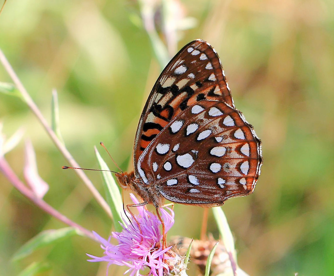 Aphrodite fritillary Spotted in an open meadow. Wingspan 65 mm.  Aphrodite fritillary,Butterfly,Geotagged,Lepidoptera,Macro,Nymphalidae,Speyeria aphrodite,Summer,United States,insect,invertebrate,pennsylvania