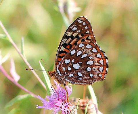 Aphrodite fritillary Spotted in an open meadow. Wingspan 65 mm.  Aphrodite fritillary,Butterfly,Geotagged,Lepidoptera,Macro,Nymphalidae,Speyeria aphrodite,Summer,United States,insect,invertebrate,pennsylvania