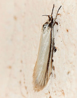 Philobota chionoptera