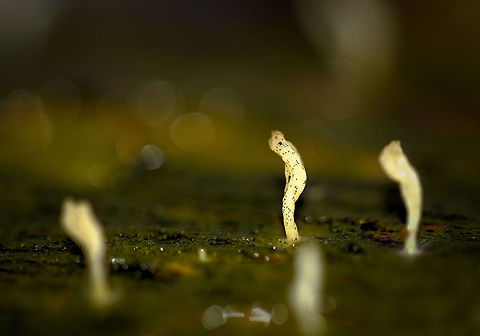 Multiclavula  'Scum Lover' Yes, 'Scum Lover' really is the common name...the spike like fruiting bodies of this basidiolichen can be seen here, 5mm in height on de-barked wood. 

Also seen is what looks like an algal mat on the wood and that green mat is the lichen thallus, composed of both algal cells and hyphae. This fungus is always seen in association with algae. Agaricomycotina,Cantharellales,Fungi,Geotagged,Macro,Multiclavula,Summer,United States,White green-algae coral,Winter,basidiolichen,north america,pennsylvania