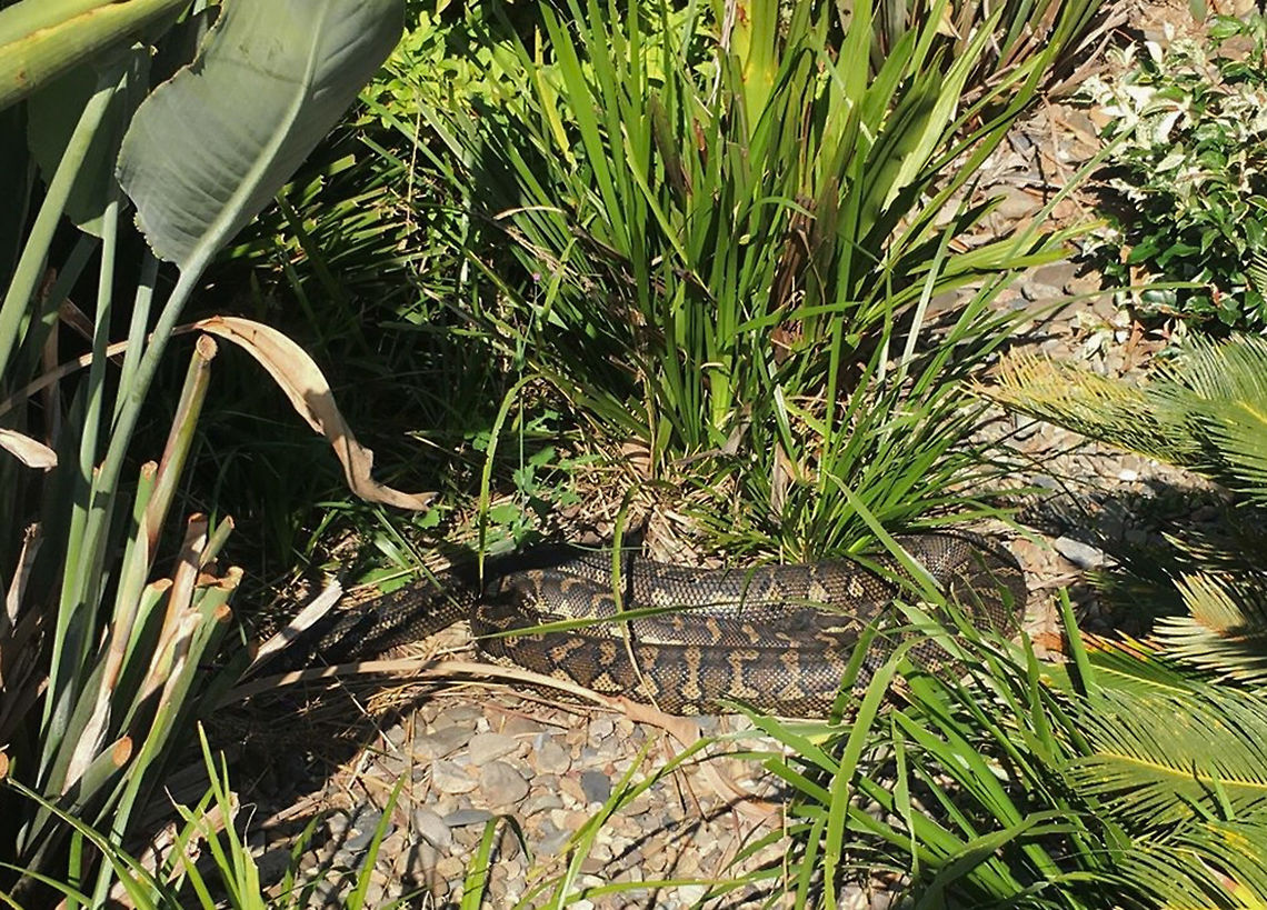 Coastal Carpet python A shot sent to me today from my husband who was in Coffs Harbour, mid north coast New South Wales. He spotted a carpet python, quite relaxed, sunning itself in the grounds of the hospital. It's quite a rural location and staff told him there are plenty of rabbits around. <br />
He estimates 2 metres in length. <br />
Australia,Coastal carpet python,Geotagged,Morelia spilota mcdowelli,Pythonidae,Squamata,autumn,fauna,reptile,snake