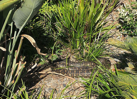 Coastal Carpet python A shot sent to me today from my husband who was in Coffs Harbour, mid north coast New South Wales. He spotted a carpet python, quite relaxed, sunning itself in the grounds of the hospital. It's quite a rural location and staff told him there are plenty of rabbits around. 
He estimates 2 metres in length. 
 Australia,Coastal carpet python,Geotagged,Morelia spilota mcdowelli,Pythonidae,Squamata,autumn,fauna,reptile,snake