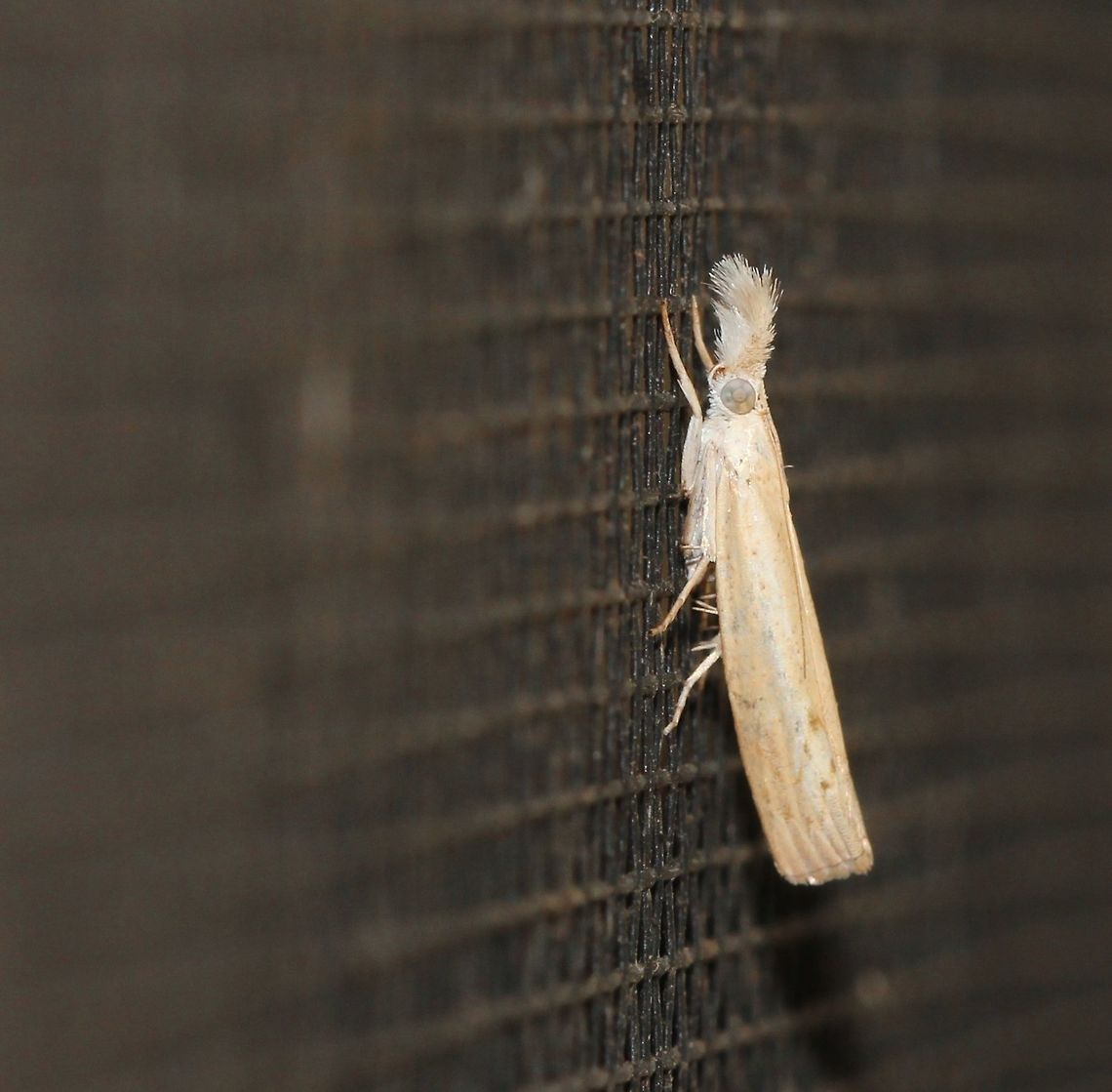 Culladia cuneiferellus Wingspan 10 mm.  Arthropod,Australia,Crambidae,Crambinae,Culladia cuneiferellus,Geotagged,Grass-veneer moth,Lepidoptera,Macro,Moth,Summer,insect,invertebrate,new south wales