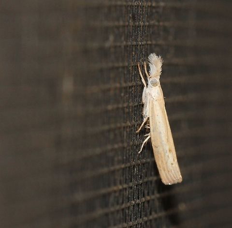 Culladia cuneiferellus Wingspan 10 mm.  Arthropod,Australia,Crambidae,Crambinae,Culladia cuneiferellus,Geotagged,Grass-veneer moth,Lepidoptera,Macro,Moth,Summer,insect,invertebrate,new south wales