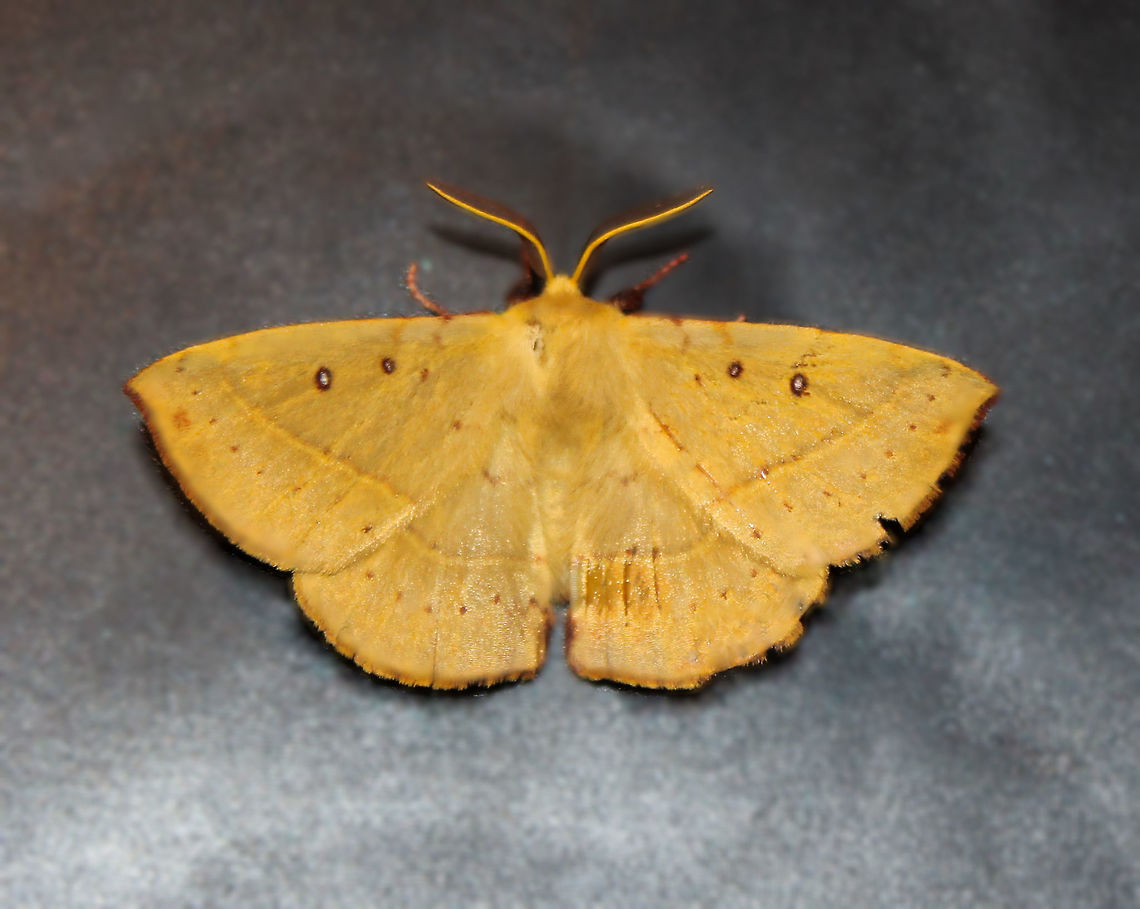 Anthela pshaeodesma Apologies for lack of focus in head area for this spotting. <br />
Adult moths of this species are pale brown/yellow, with two dark-edged white spots on each forewing. Each wing also has a submarginal arc of dark dots, and a dark curved line across the middle. <br />
Wingspan 4 cm. Anthela phaeodesma,Anthelid lappet moth,Anthelidae,Australia,Geotagged,Lepidoptera,Macro,Moth,insect,invertebrate,spring