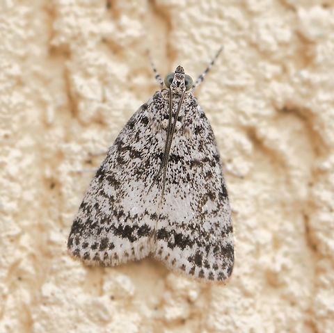 Phenacodes aleuropa A Crambid moth having white forewings, with dark brown markings. The hindwings are pale brown.
Wingspan around 20 mm. Arthropod,Australia,Crambid snout moth,Crambidae,Geotagged,Lepidoptera,Macro,Moth,Phenacodes aleuropa,fauna,insect,invertebrate,summer