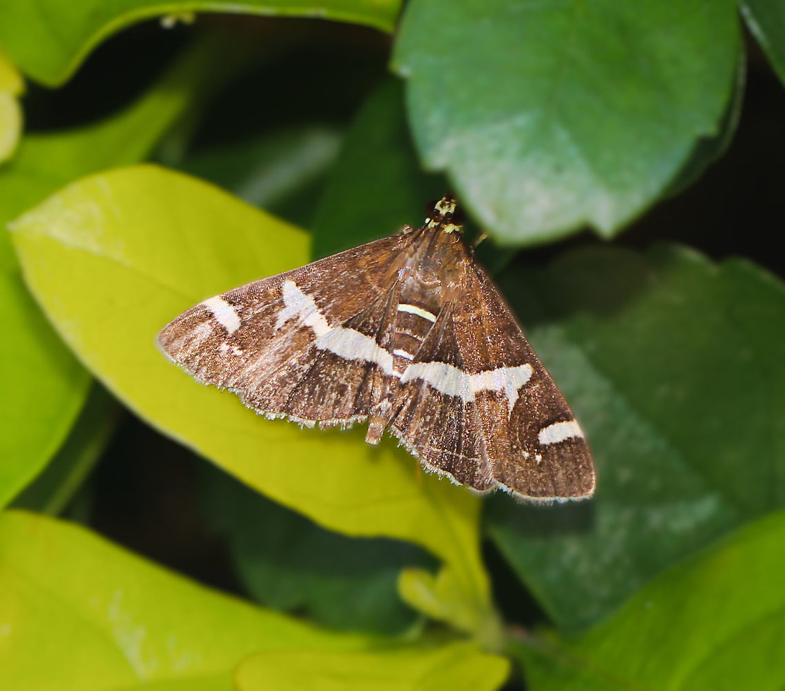 Spoladea recurvalis The Beet Webworm caterpillar is a horticultural pest on silver beet and beetroot. It also feeds on garden plants such as Celosia and Amaranthus. Found throughout Australia.<br />
Wingspan 20 mm.  Australia,Beet Webworm Moth,Crambidae,Geotagged,Hawaiian Beet Webworm,Lepidoptera,Macro,Moth,Spoladea recurvalis,Summer,fauna,insect,invertebrate