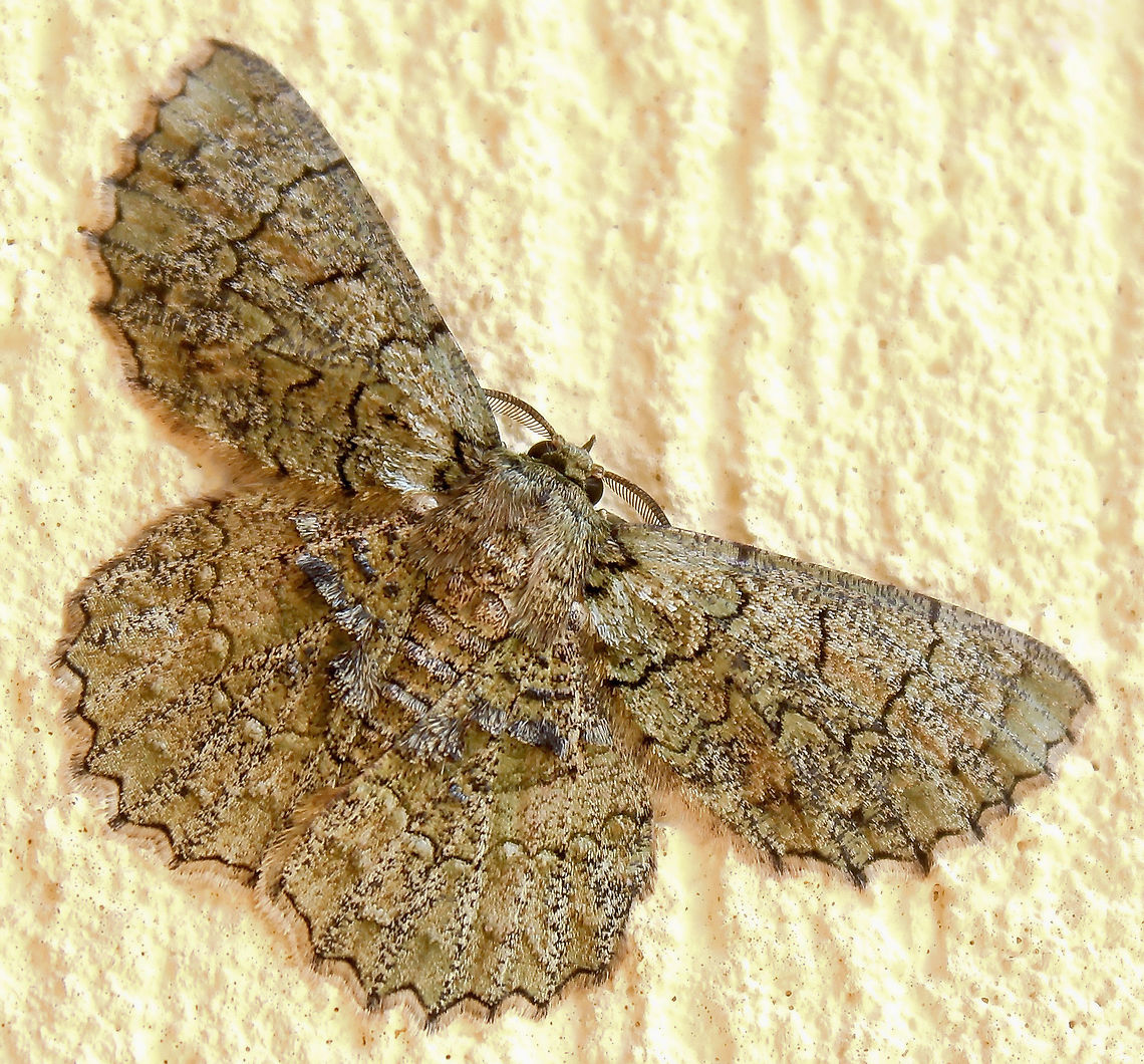 Textured emerald moth Adult moths of this species are varied in their colours, from an earthy grey to rich deep green, with a complex pattern of zigzag lines. A beautiful scalloped edge to the wings. <br />
<br />
Wingspan 40 mm<br />
<br />
 Australia,Geotagged,Hypodoxa muscosaria,Lepidoptera,Moth,arthropod,autumn,fauna,geometridae,green looper,insect,invertebrate,looper,macro,new south wales,textured emerald moth