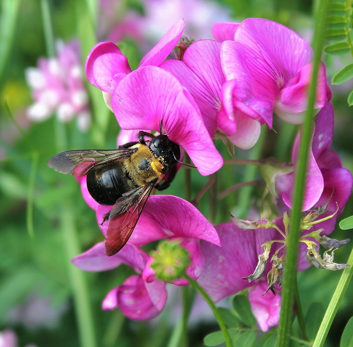 Eastern Carpenter bee 20 mm length Eastern Carpenter Bee,Geotagged,Hymenoptera,Macro,Summer,United States,Xylocopa virginica,arthropod,fauna,insect,invertebrate,pennsylvania