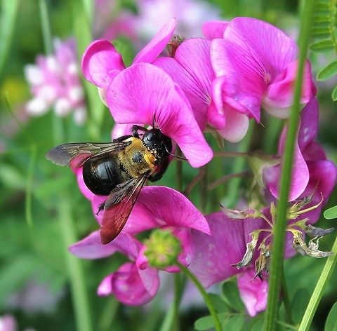Eastern Carpenter bee 20 mm length Eastern Carpenter Bee,Geotagged,Hymenoptera,Macro,Summer,United States,Xylocopa virginica,arthropod,fauna,insect,invertebrate,pennsylvania