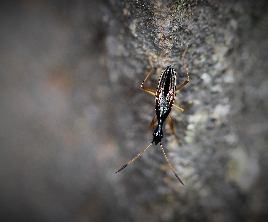 Long-necked seed bug nymph Feeding on seeds of strawberry and other herbaceous plants.<br />
7 mm length Fall,Geotagged,Macro,Myodocha serripes,Rhyparochromidae,United States,arthropod,hemiptera,insect,invertebrate,pennsylvania