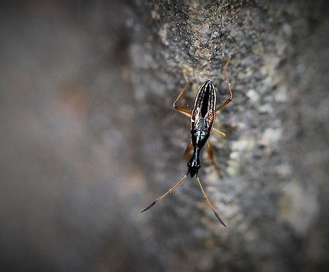 Long-necked seed bug nymph Feeding on seeds of strawberry and other herbaceous plants.
7 mm length Fall,Geotagged,Macro,Myodocha serripes,Rhyparochromidae,United States,arthropod,hemiptera,insect,invertebrate,pennsylvania