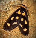 Asura cervicalis Larvae have been found on Acacia (family Mimosaceae), Ficus (family Moraceae) and Eucalyptus (family Myrtaceae), but is suspected of feeding only on lichen (family Mycophyta).<br />
<br />
A tiny moth with wing span 15 mm. Asura cervicalis,Australia,Erebidae,Geotagged,Lepidoptera,Lichen moth,Macro,Moth,Spring,insect,invertebrate