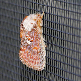 Pseudanapaea transvestita The orange cup moth has a wingspan of 30 mm. Larvae feed on foliage of eucalyptus species in family Myrtaceae. Australia,Geotagged,Lepidoptera,Limacodidae,Moth,New South Wales,Orange cup moth,Pseudanapaea transvestita,insect,invertebrate