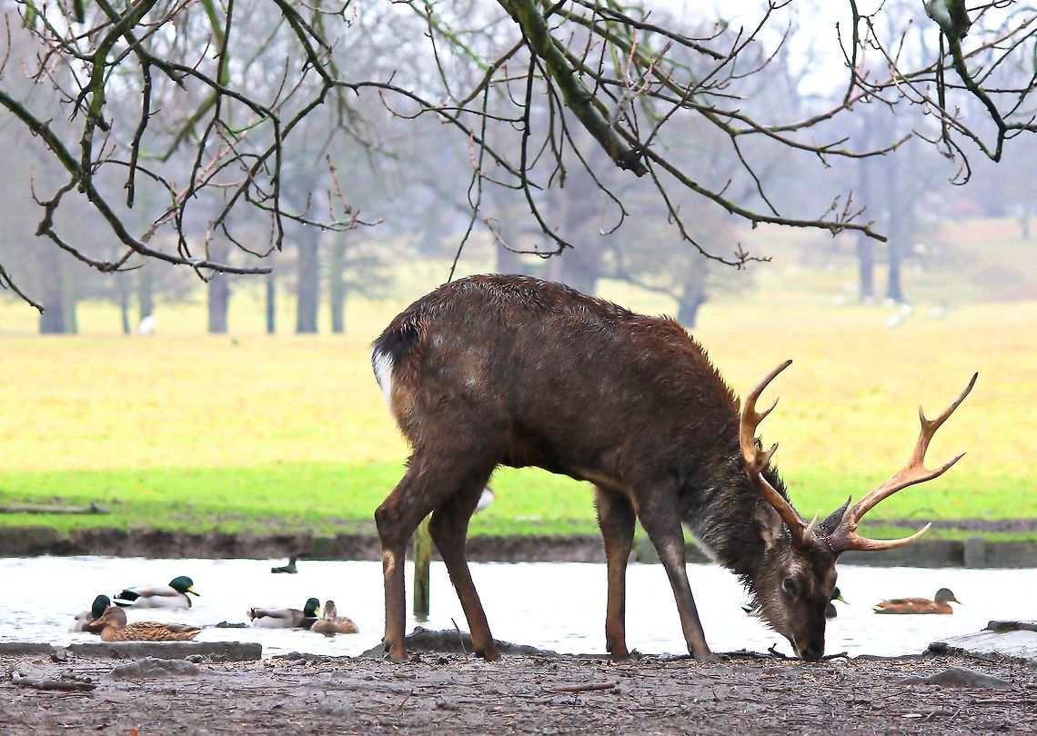 Sika deer stag Keeping a wary eye on me as he feeds.  Artiodactyla,Cervidae,Cervus nippon,Fall,Geotagged,Japanese deer,Sika Deer,Sika deer,United Kingdom,fauna,mammal,winter