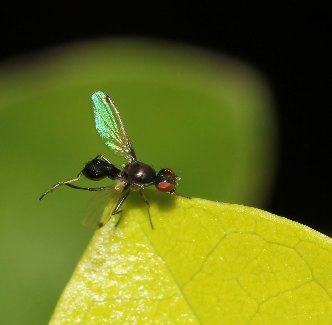 Sepsid scavenger fly cleaning Also known commonly as Scavenger fly and Ensign fly. They really do resemble ants and this particular one exhibited the wing-waving habit seen in some Sepsidae species. A small black dot can be seen near the tip of each wing. <br />
<br />
Captured here cleaning its legs (whilst still waving those wings!). <br />
<br />
5 mm length Australia,Diptera,Geotagged,Macro,New South Wales,Scavenger fly,Sepsid fly,Sepsidae,arthropod,fauna,insect,invertebrate,winter