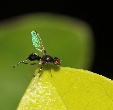 Sepsid scavenger fly cleaning Also known commonly as Scavenger fly and Ensign fly. They really do resemble ants and this particular one exhibited the wing-waving habit seen in some Sepsidae species. A small black dot can be seen near the tip of each wing. 

Captured here cleaning its legs (whilst still waving those wings!). 

5 mm length Australia,Diptera,Geotagged,Macro,New South Wales,Scavenger fly,Sepsid fly,Sepsidae,arthropod,fauna,insect,invertebrate,winter
