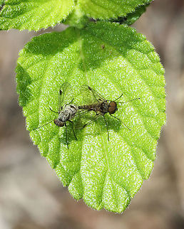 Patterned-wing Snipe flies mating A pair of Patterned-wing Snipe flies settle on a leaf for a few seconds during their coupling. 
Marked sexual dimorphism can be seen. The male has large eyes touching at the top of the head and a tapering abdomen. 
10 mm body length Australia,Chrysopilus,Diptera,Geotagged,Macro,New South Wales,Rhagionidae,Snipe fly,arthropod,autumn,insect,invertebrate,mating