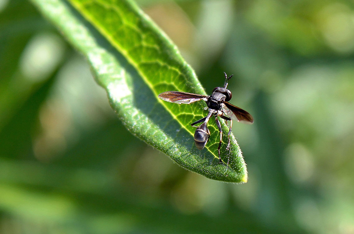 Physocephala tibialis Commonly known as hick-headed flies. Exhibiting mimicry of wasps, bees, or flies of the family Syrphidae, (themselves notable bee mimics).<br />
<br />
10 mm length Common Eastern Physocephala,Conopid fly,Conopidae,Diptera,Geotagged,Macro,Mimicry,North America,Physocephala tibialis,Summer,United States,arthropod,insect,invertebrate,pennsylvania,thick-headed fly