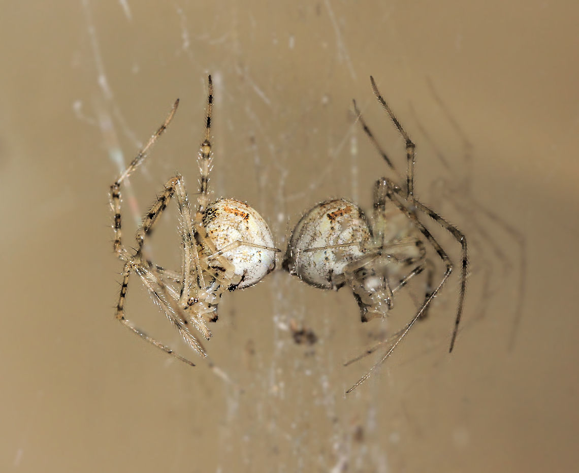 Spider symmetry Female Cryptachaea gigantipes with reflection. She&rsquo;s one of several at various stages of maturity, currently  residing in my porch. <br />
6 mm body length  Araneae,Australia,Cryptachaea gigantipes,Geotagged,Macro,Spider,Theridiidae,White Porch Spider,White Porch spider,arachnid,arthropod,fauna,invertebrate
