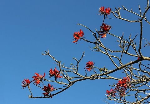 Cockspur Coral tree Broadly spreading trees up to 6 metres in height, originating from Argentina, Brazil, Bolivia, Paraguay and Uruguay. The trees are hysteranthous - as spring approaches, their bright red, pea shaped flowers are borne at the tips of branches before the foliage.

Here in Australia they have been cultivated as an ornamental plant but have become invasive along waterways and other wet areas in coastal areas of New South Wales and therefore claims an environmental weed status. 

This cultivar is Erythrina sykesii. Australia,Cockspur Coral tree,Fabaceae,Fabales,Geotagged,Hysteranthous,Leguminosae,Papilionaceae,Tree,Winter,botany,red flowers