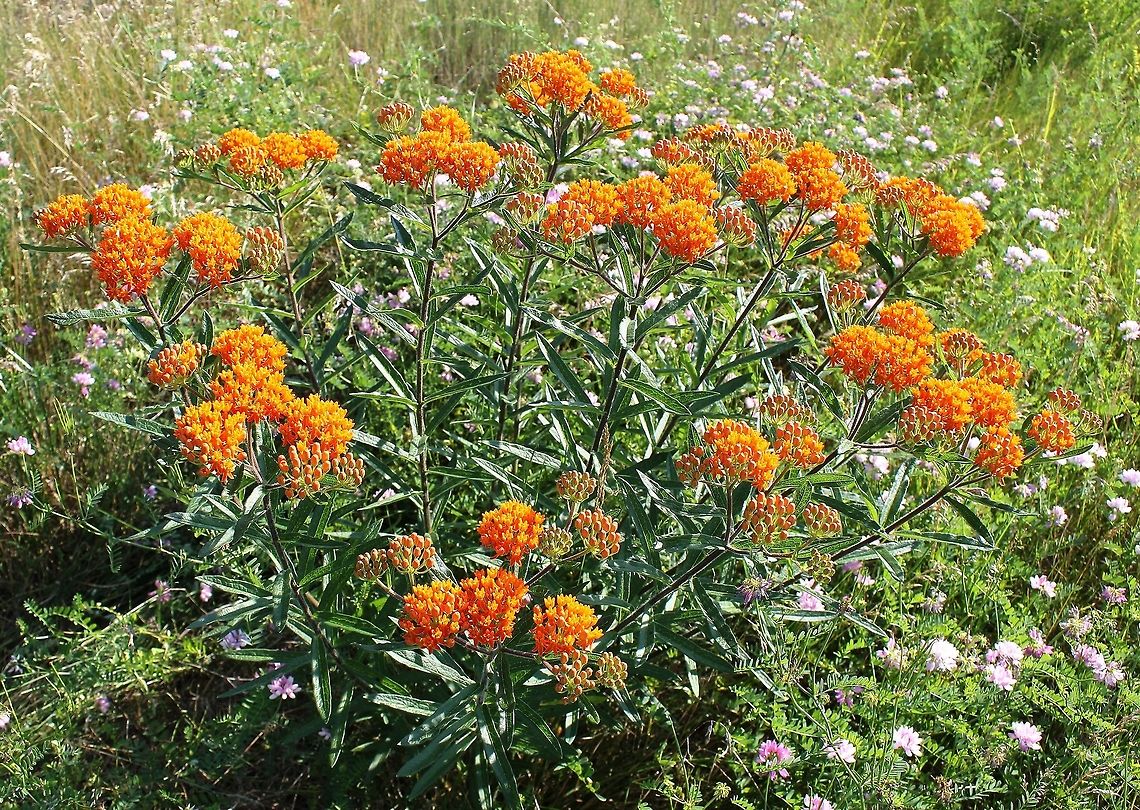 Asclepias tuberosa Perennial plant, native to North America. Blossoms ranging through orange to yellow. Growing to 1 metre in height.  Apocynaceae,Asclepias tuberosa,Butterfly Weed,Flora,Gentianales,Geotagged,Perennial,Summer,United States,botany,orange flowers,pennsylvania,plant