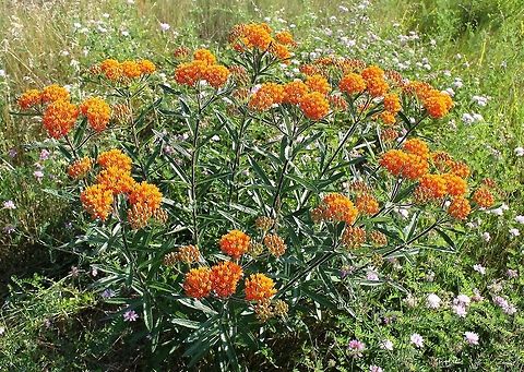 Asclepias tuberosa Perennial plant, native to North America. Blossoms ranging through orange to yellow. Growing to 1 metre in height.  Apocynaceae,Asclepias tuberosa,Butterfly Weed,Flora,Gentianales,Geotagged,Perennial,Summer,United States,botany,orange flowers,pennsylvania,plant