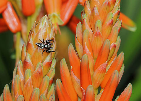 Opisthoncus mordax on aloe Appeared from nowhere and disappeared as quickly - just enough time to snap one image, I would have liked to have been closer.

Male 10 mm length Araneae,Australia,Biting Jumping Spider,Geotagged,Macro,Opisthoncus mordax,Salticidae,Spider,arachnid,arthropod,fauna,invertebrate,new south wales,winter