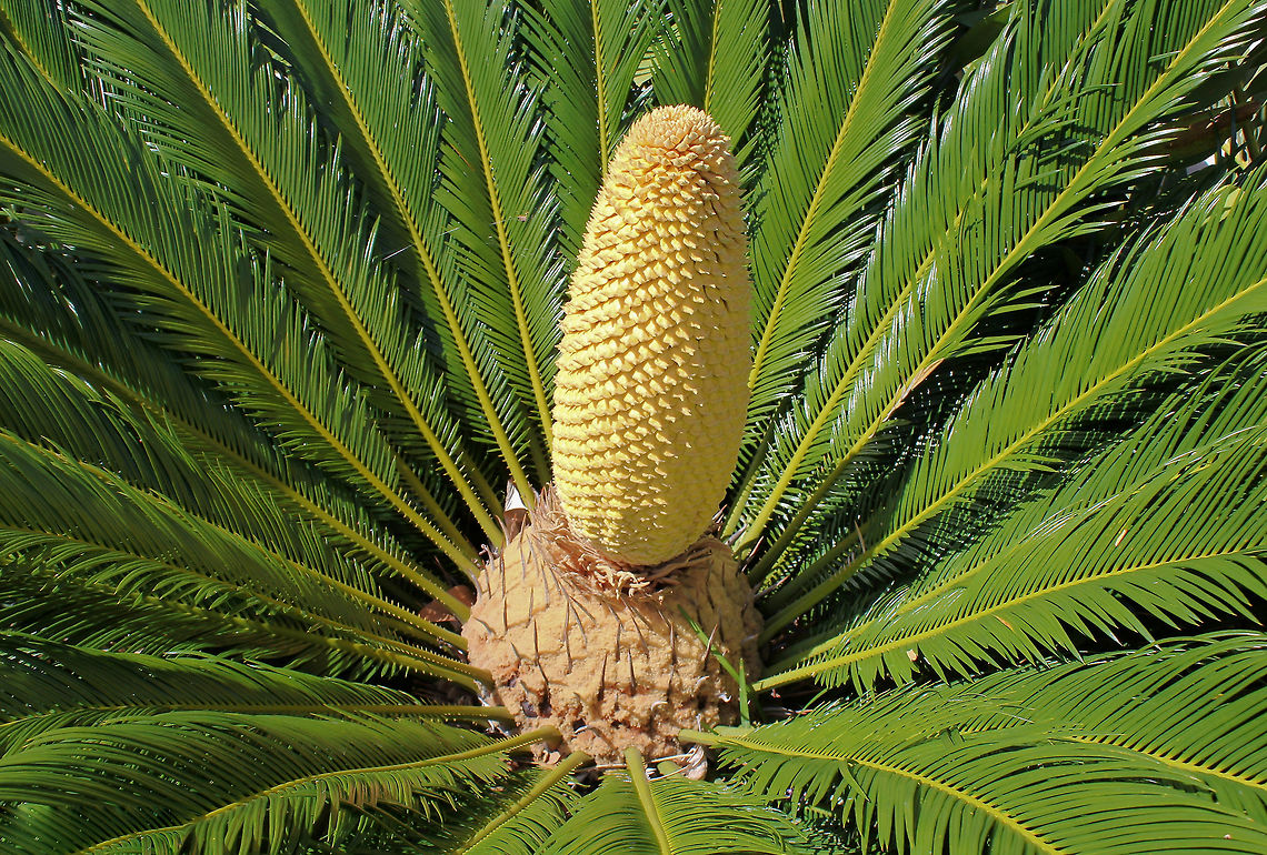 Sago palm with male cone Native to southern Japan. These are relatively small cycads, close to the ground. Each frond 100 cm in length.  Australia,Cycadaceae,Cycadales,Cycas revoluta,Flora,Geotagged,Sago Palm,Spring,botany,plant,strobilus