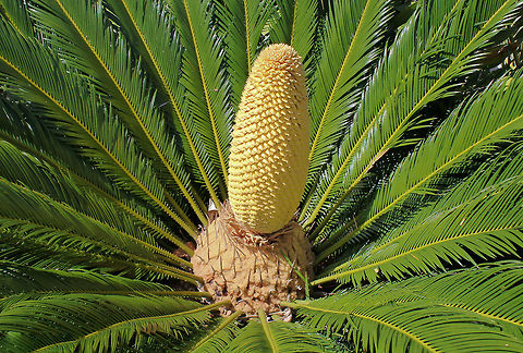 Sago palm with male cone Native to southern Japan. These are relatively small cycads, close to the ground. Each frond 100 cm in length.  Australia,Cycadaceae,Cycadales,Cycas revoluta,Flora,Geotagged,Sago Palm,Spring,botany,plant,strobilus